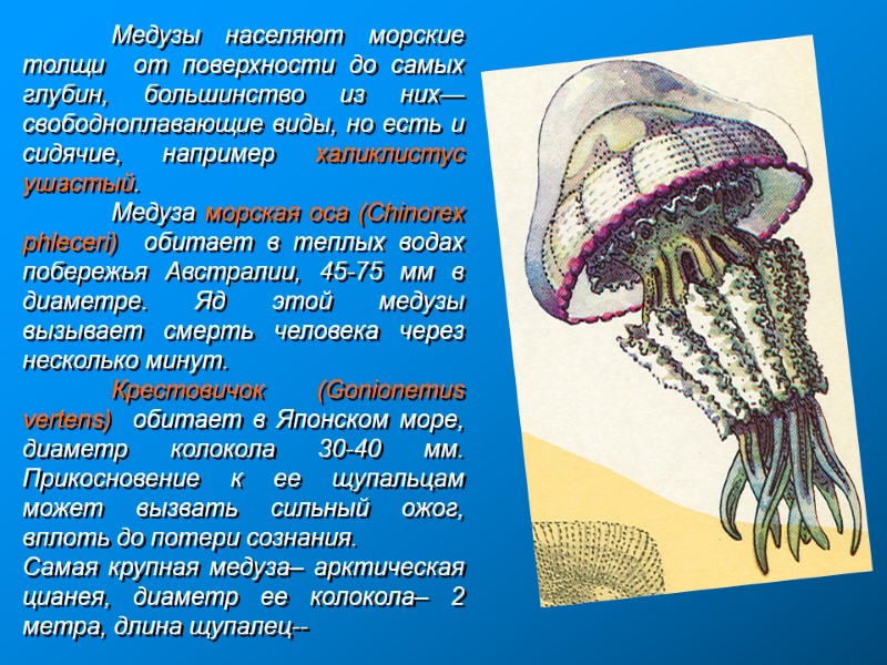 Медузы населяют морские толщи  от поверхности до самых глубин, большинство из них—свободноплавающие виды,
